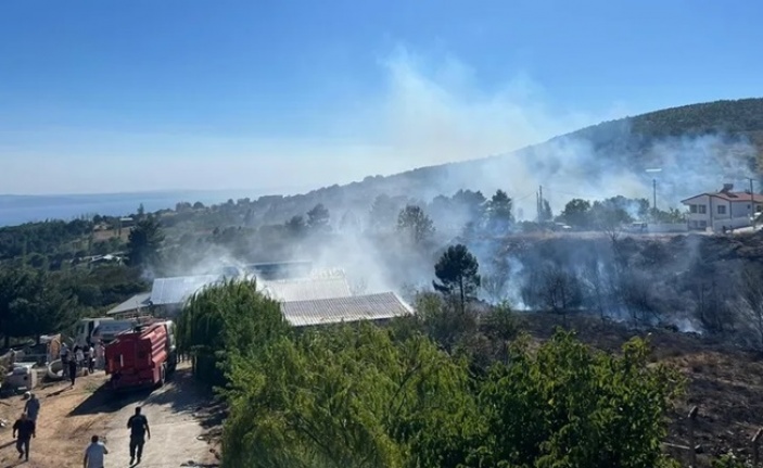 Yalova Armutlu'da orman yangını kontrol altında