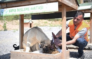 Sokak hayvanlarına 12 ton mama dağıtıldı