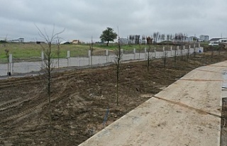 Çayırova Millet Bahçesine bin 500 ağaç