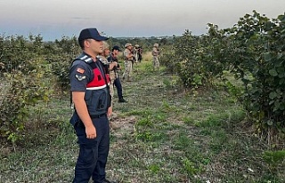 Fındık hırsızlarına karşı Jandarma nöbette!