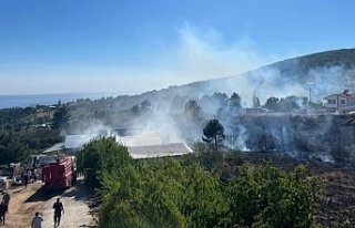 Yalova Armutlu'da orman yangını kontrol altında